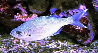 Kuhlia xenura
