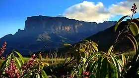Vue du tepuy Kukenan.