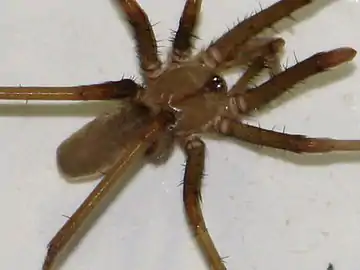 Kukulcania hibernalis en Amérique