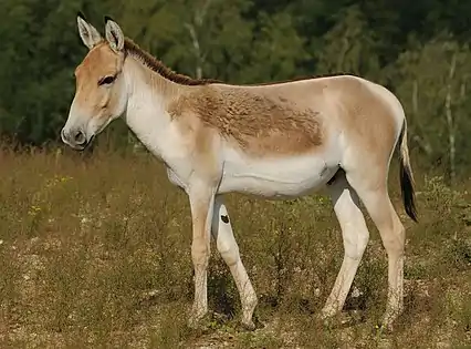 Hémione