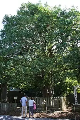 Image illustrative de l’article Arbre sacré nagi