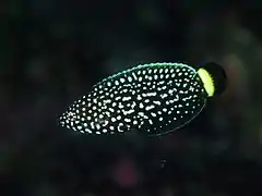 Anampses melanurus