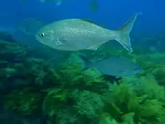 Kyphosus cornelii