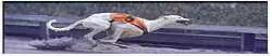 greyhound en course