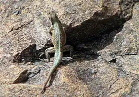 Oplurus grandidieri.