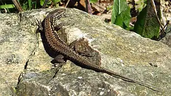 Mâle sur un rocher (héliothermie), dans la région de Nantes (16 mars 2014).