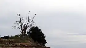 L'arbre mort.