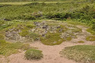 Tumulus préhistorique de l'Anse Amour.
