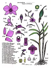 Dendrobium phalaenopsis