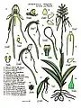 Habenaria elongata