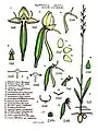 Habenaria exilis