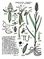 Habenaria rumphii