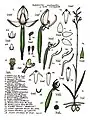 Habenaria xanthantha