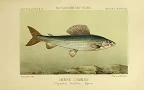 Thymallus thymallus
