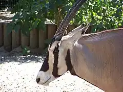 Détails de la tête d'un oryx beïsa
