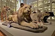 Le lion (Kenya, 1931) entre le tigre de Sumatra et la panthère des neiges, 1er étage.