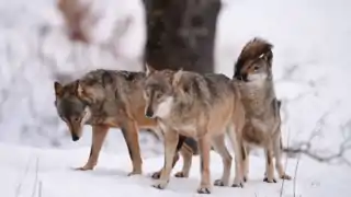 Loups des Apennins.
