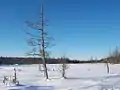 « La Savane », dans la vallée du « Cona-Brook »  en hiver 2010.