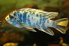 Mâle "OB" (orange blotch)