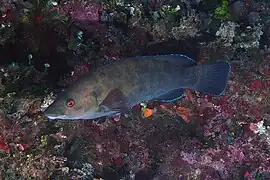 Labrus merula