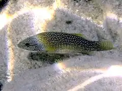 Labrus viridis