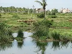 lac Bogadi