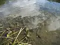 Tapis de nénuphar jaune (ou autre plante aquatique ?) dans l'eau