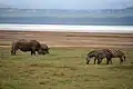 Faune au Lac Nakuru.
