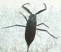 Laccotrephes fuscus (syn. : brachialis), Afrique du Sud.