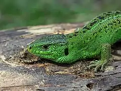 Lacerta agilis mâle en période de reproduction.