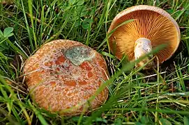 L. deliciosus, le Lactaire délicieux