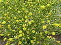 Fleurs de laitue cultivée (Lactuca sativa).