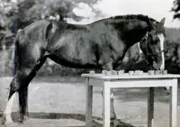 Photographie en noir et blanc d'un cheval touchant des cubes avec son nez.