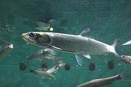 Elops saurus