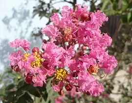 Inflorescence