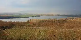 Vische