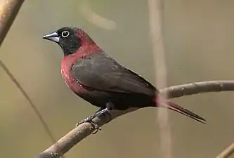 Amarante masqué(Lagonosticta larvata),Savane soudano-guinéenne.