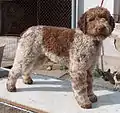 Chien d'eau romagnol - rouan et marron adulte