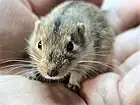 Lemming des steppes