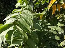 Rhus verniciflua