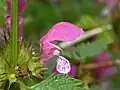 Fleur