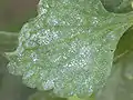 Feuille parasitée par un oïdium, Neoerysiphe galeopsidis (sv).