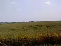 Champ de blé près de Temerin