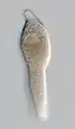 Lankesteria cystodytae, Trophozoite