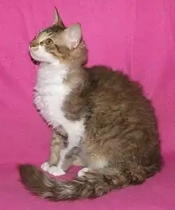Un laPerm tabby