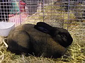 Chamois de Thuringe au Salon de l'Agriculture 2014