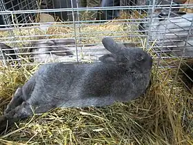 Lapin argenté anglais au salon de l'agriculture de Paris.