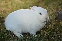 Lapin hermine