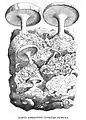 M : Lapis Phrygius fungos ferens F : Pierre phrygienne, avec champignons