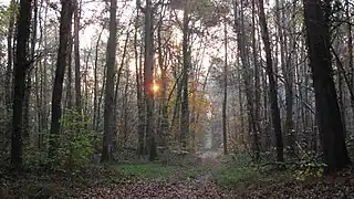 Forêt automnale.